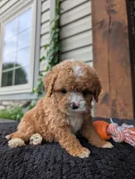 Scotty, a male Cavapoo for sale in Ohio, OH – 2 of 4