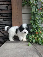 Toby , a male Cavapoo for sale in Ohio, OH – 3 of 3
