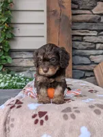 Riley , a male Cavapoo for sale in Ohio, OH – 3 of 4