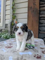Brady , a male Cavapoo for sale in Ohio, OH – 4 of 4