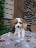 Barbie , a female Cavapoo for sale in Ohio, OH – 3 of 3
