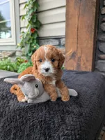 Sandy , a female Cavapoo for sale in Ohio, OH – 2 of 4