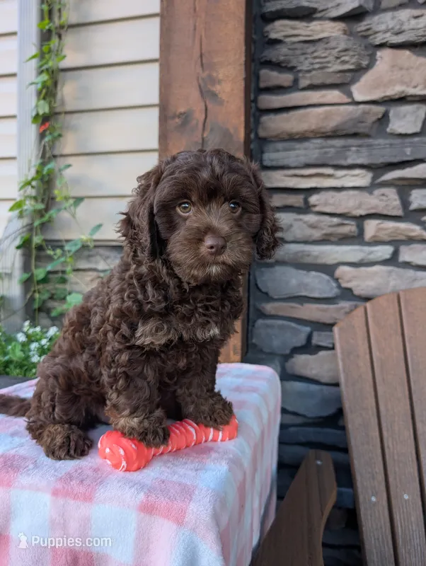 Coco – Cavapoo puppy for sale in Ohio, OH