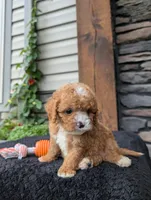 Scotty, a male Cavapoo for sale in Ohio, OH – 3 of 4