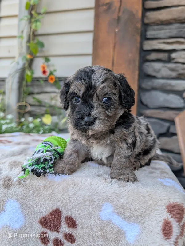 Teddy  – Cavapoo puppy for sale in Ohio, OH