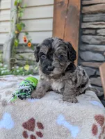 Teddy , a male Cavapoo for sale in Ohio, OH – 1 of 4