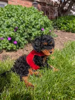 Max, a male Cavapoo for sale in Ohio, OH – 3 of 3