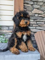 Max, a male Cavapoo for sale in Ohio, OH – 2 of 4
