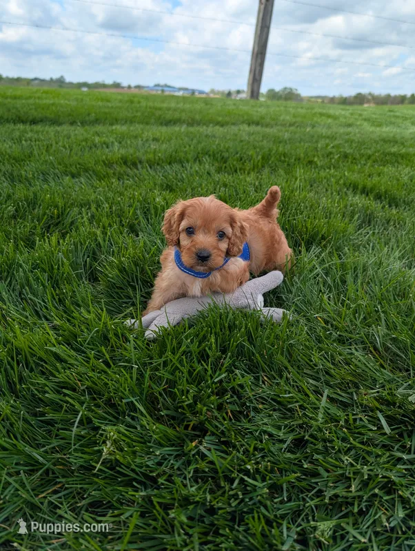Winston  – Cavapoo puppy for sale in Ohio, OH
