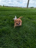 Winston , a male Cavapoo for sale in Ohio, OH – 5 of 5