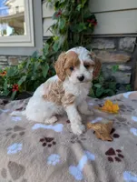 Barbie , a female Cavapoo for sale in Ohio, OH – 2 of 3