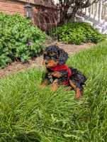 Max, a male Cavapoo for sale in Ohio, OH – 2 of 3