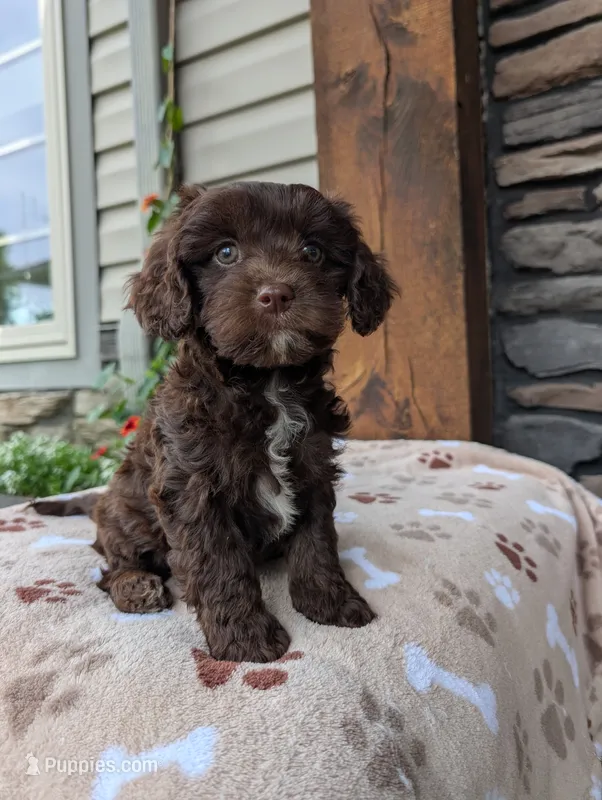 Penny  – Cavapoo puppy for sale in Ohio, OH
