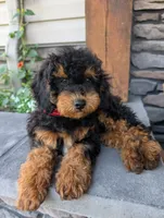 Max, a male Cavapoo for sale in Ohio, OH – 4 of 4