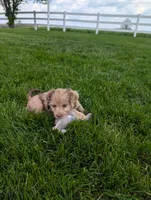 Twixi, a female Cavapoo for sale in Ohio, OH – 2 of 5
