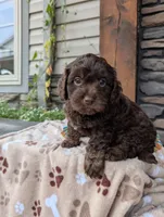 Coco, a female Cavapoo for sale in Ohio, OH – 4 of 4