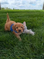 Winston , a male Cavapoo for sale in Ohio, OH – 3 of 5