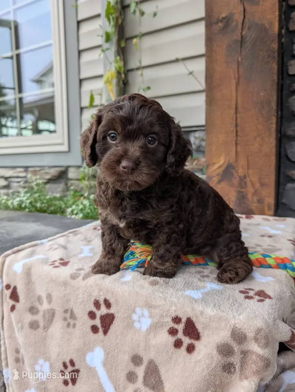Coco – Cavapoo puppy for sale in Ohio, OH