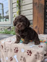 Coco, a female Cavapoo for sale in Ohio, OH – 1 of 4