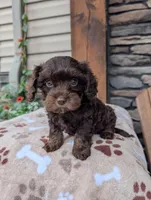 Caleb, a male Cavapoo for sale in Ohio, OH – 3 of 4