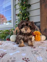 Skipper, a male Cavapoo for sale in Ohio, OH – 3 of 3