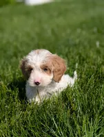 Misty , a female Cavapoo for sale in Ohio, OH – 5 of 5