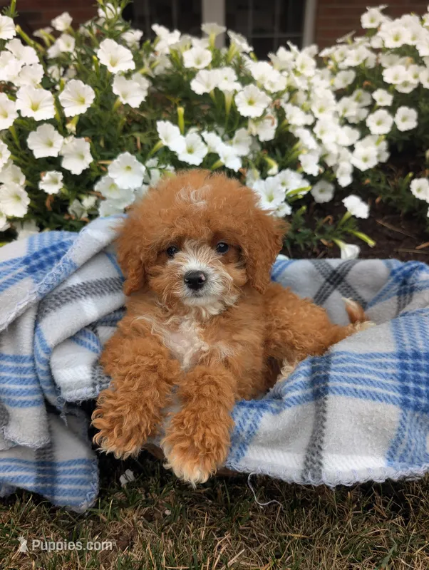 Scotty – Cavapoo puppy for sale in Ohio, OH