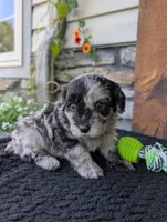 Snickers , a male Cavapoo for sale in Ohio, OH – 2 of 4