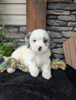Trio, a male Cavapoo for sale in Ohio, OH – 1 of 2