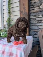 Coco, a female Cavapoo for sale in Ohio, OH – 2 of 4