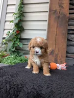 Scotty, a male Cavapoo for sale in Ohio, OH – 4 of 4