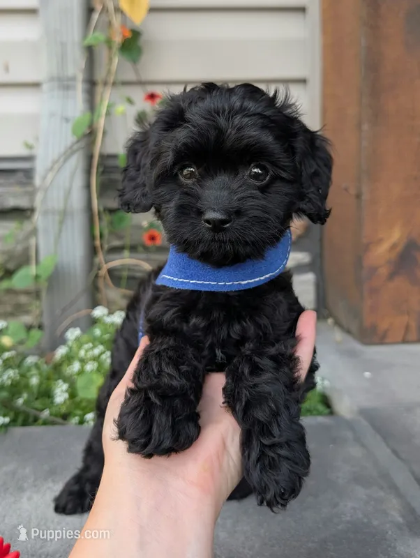 Marley  – Cavapoo puppy for sale in Ohio, OH