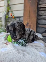 Teddy , a male Cavapoo for sale in Ohio, OH – 3 of 4