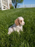 Misty , a female Cavapoo for sale in Ohio, OH – 2 of 5