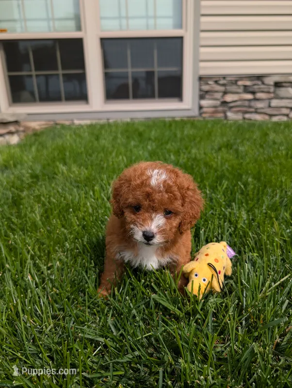 Jesscia  – Cavapoo puppy for sale in Ohio, OH