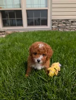 Jesscia , a female Cavapoo for sale in Ohio, OH – 1 of 3