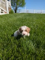 Misty , a female Cavapoo for sale in Ohio, OH – 4 of 5