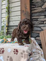 Coco, a female Cavapoo for sale in Ohio, OH – 3 of 4