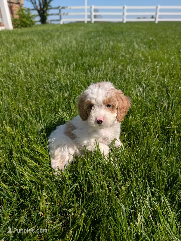Misty  – Cavapoo puppy for sale in Ohio, OH