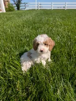 Misty , a female Cavapoo for sale in Ohio, OH – 1 of 5