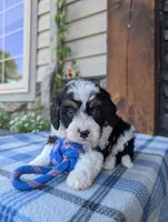 Tommy , a male Cavapoo for sale in Ohio, OH – 3 of 4
