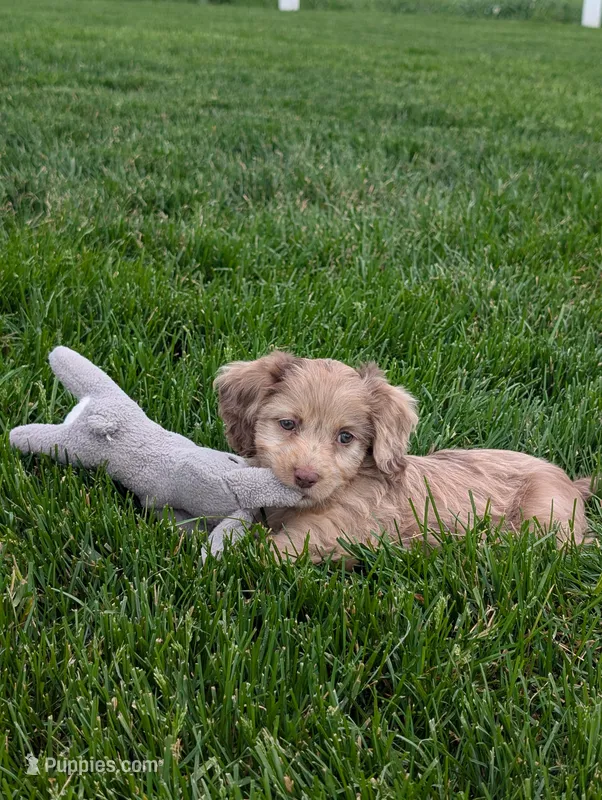 Twixi – Cavapoo puppy for sale in Ohio, OH