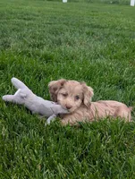 Twixi, a female Cavapoo for sale in Ohio, OH – 1 of 5