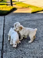 Male 2, a male Poodle - Standard  for sale in Macon, GA – 3 of 7