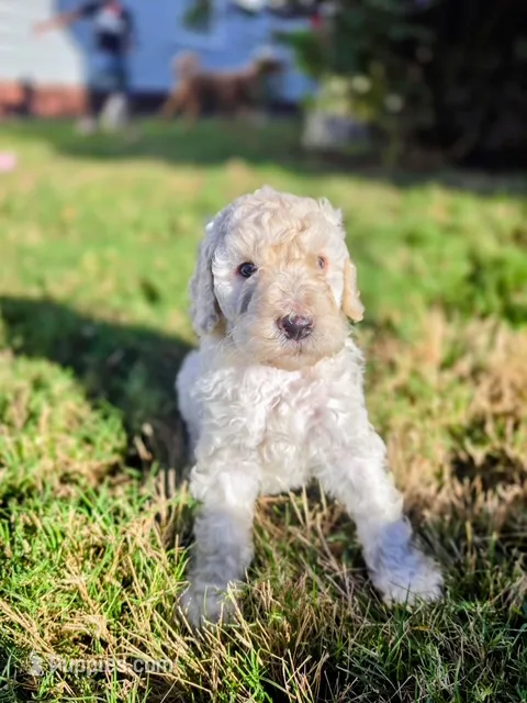 Ezra – Poodle - Multi-Colored Standard puppy for sale in Macon, GA
