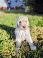 Ezra, a male Poodle - Multi-Colored Standard for sale in Macon, GA – 1 of 9