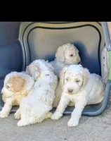 Female 2, a male Poodle - Standard  for sale in Macon, GA – 6 of 7
