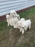 Female 2, a male Poodle - Standard  for sale in Macon, GA – 7 of 7