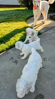 Female 1, a male Poodle - Standard  for sale in Macon, GA – 7 of 8