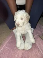 Female 1, a male Poodle - Standard  for sale in Macon, GA – 1 of 8
